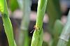 Identify this orange bug-dsc_5771-jpg