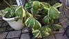 Hoya kerrii variegata in bloom-20140630_100735-jpg