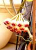 Hoya kerrii variegata in bloom-20140630_100711-1-jpg