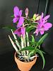 Dendrobium bigibbum-dendrobium-bigibbum-2-jpg