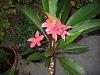 Plumeria - IT BLOOMED-2509-jpg