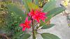 Plumeria - IT BLOOMED-imag1243-1-jpg