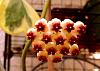 Hoya kerrii variegata in bloom-dsc01187-1-jpg