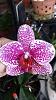 Phalaenopsis (Dtsp.) Long Pride Fancy-20140707_140329-jpg