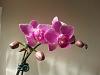 New Mini Phals - In bloom &amp; bud-20140710_202404-jpg