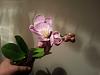 New Mini Phals - In bloom &amp; bud-20140710_202142-jpg