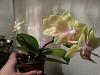 New Mini Phals - In bloom &amp; bud-20140710_202310-jpg