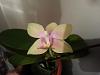 New Mini Phals - In bloom &amp; bud-20140710_202320-jpg