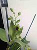 Dendrobium with yellowing flowers...-imageuploadedbytapatalk1405115929-925113-jpg