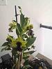 Dendrobium with yellowing flowers...-imageuploadedbytapatalk1405115941-758100-jpg