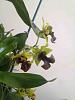 Dendrobium with yellowing flowers...-imageuploadedbytapatalk1405115950-313874-jpg