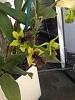 Dendrobium with yellowing flowers...-imageuploadedbytapatalk1405115958-873250-jpg