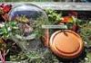 Possible terrarium containers?? Suggestions?-imageuploadedbytapatalk1405172519-292209-jpg