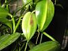 discoloration on vanilla orchid-2520-jpg