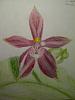 More Orchid Drawings-sketch-phal-001-jpg