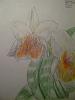 More Orchid Drawings-drawings-002-jpg