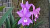 My blooming orchids~-neo08-jpg