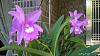 My blooming orchids~-neo09-jpg