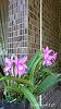 My blooming orchids~-neo21-jpg