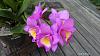 My blooming orchids~-neo10-jpg