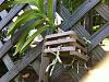 update on Sick Vanda-sick-vanda-phase-2-3-11-jpg