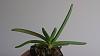 Aerides leaf growth habit?-aerides_twoleaves-jpg