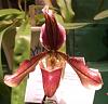 Paph Harrisianum-paph-harrisianum-070217-092-cu-jpg