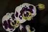 Macro Phal Photos-phal1-jpg