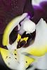 Macro Phal Photos-phal3-jpg