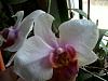 something is eating my phal petals.....What could it be?-140730_284-jpg