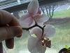 something is eating my phal petals.....What could it be?-140730_285-jpg