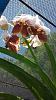 Sanderiana blooming...-uploadfromtaptalk1407687571392-jpg