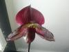 Odette's Vision double spike &amp; new Paphs in Spike!!-paph-hsinying-vinyweb-2-hilo-magic-shift-1-bloom-blurry-jpg