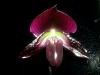 Odette's Vision double spike &amp; new Paphs in Spike!!-paph-hsinying-vinyweb-2-hilo-magic-shift-1-bloom-dark-flash-jpg