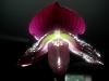 Odette's Vision double spike &amp; new Paphs in Spike!!-paph-hsinying-vinyweb-2-hilo-magic-shift-1-bloom-flash-jpg