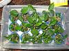 unseen in nature, hibiscus seedlings-2584-jpg