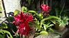 My blooming orchids~-neo04-jpg