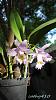 My blooming orchids~-neo08-jpg