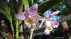 My blooming orchids~-neo09-jpg