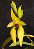 Bulbophyllum carunculatum 'AGE'-bulbo-car-jpg