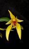 Bulbophyllum amplebracteatum-bulbo-amp-jpg