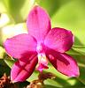 Phalaenopsis violacea var. Malaysian-b_large-jpg