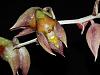 Catasetum maculatum and Mormodes Midnight-maculatumnight-jpg