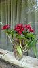 My blooming orchids~-neo1-jpg