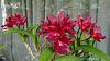 My blooming orchids~-neo2-jpg