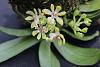 -gastrochilus-japonicus-copy-jpg