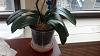 Drop-potting a Phal into a different pot type-september-9-img_20140909_115053_253-jpg