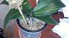 Drop-potting a Phal into a different pot type-september-9-img_20140909_134223_973-jpg