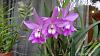 My blooming orchids~-neo07-jpg