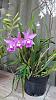 My blooming orchids~-neo11-jpg